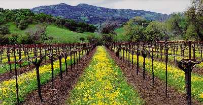 vineyard of Bella Vista Ranch